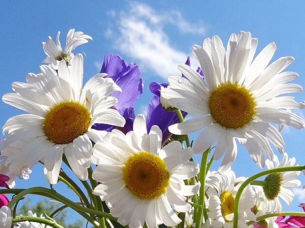 С днём рождения ромашки