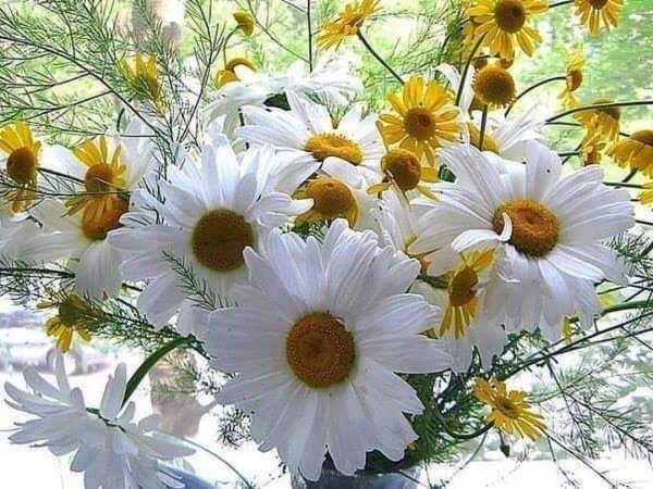 Букет ромашек для настроения