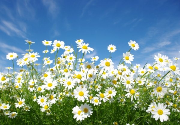 Полевые цветы ромашки