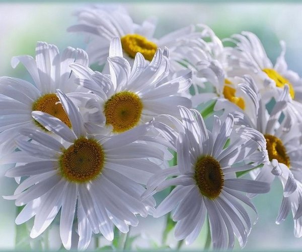 Поздравляю цветы ромашки