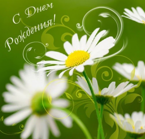С днём рождения ромашки