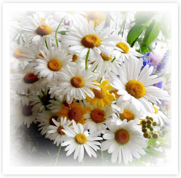 Букеты ромашек с пожеланиями