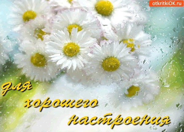 Хорошего дня ромашки