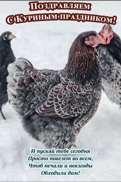 День Следственного комитета открытка поздравление