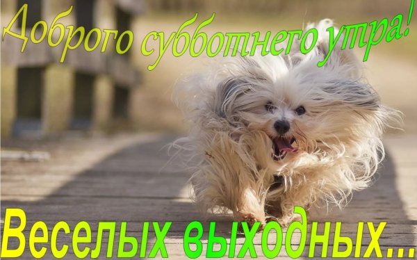С добрым утром субботы картинки прикольные