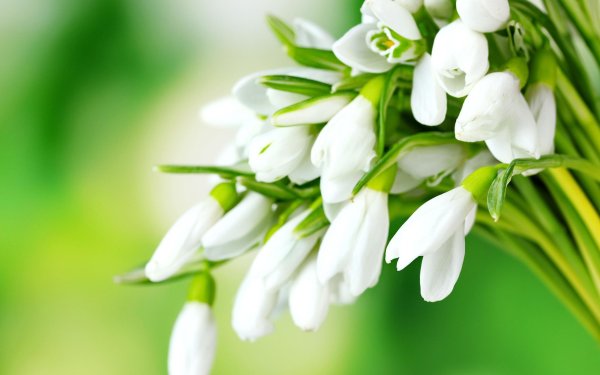 Подснежники фон