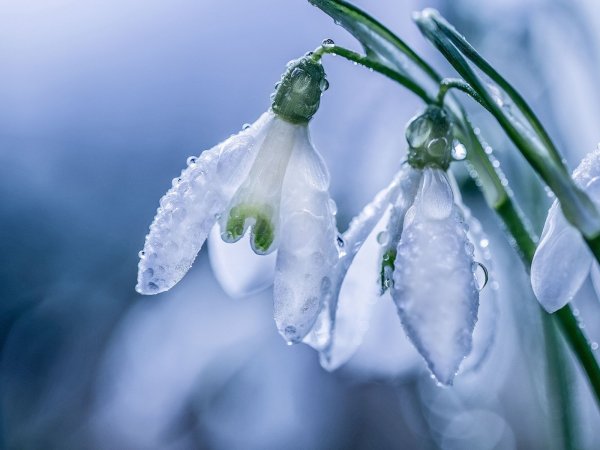 Нежные подснежники