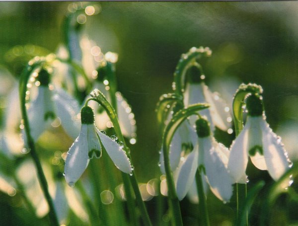 Открытки с подснежниками