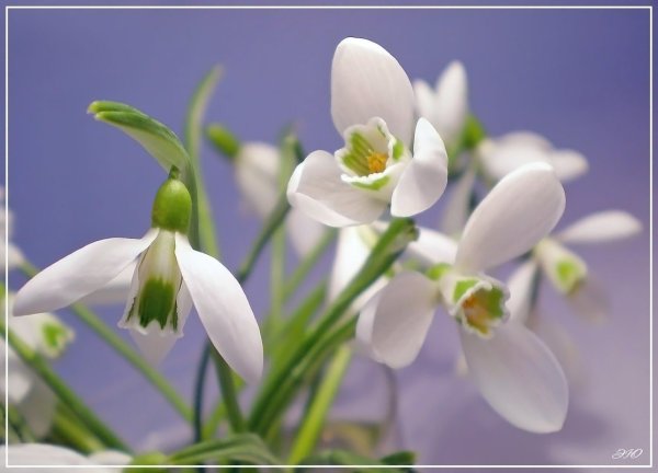 С 8 марта подснежники