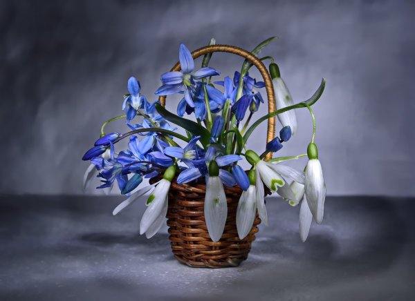 Весенние цветы подснежники тюльпаны пролески