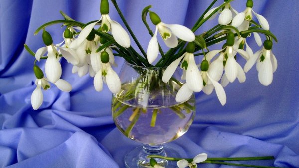 Крокус Крим Бьюти