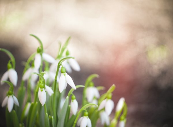 Подснежники фон