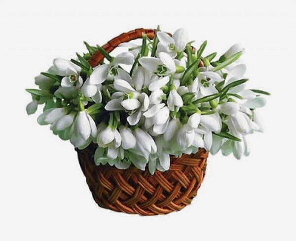 День подснежника