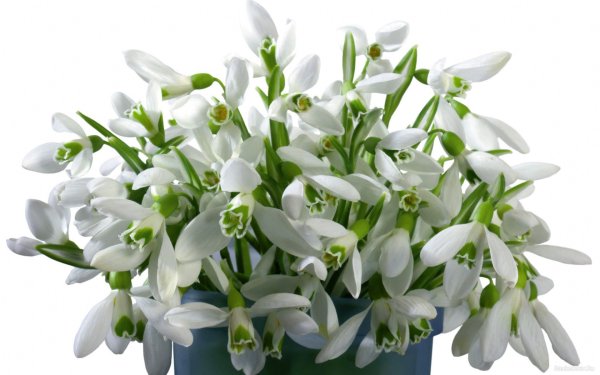 Корзинка с подснежниками