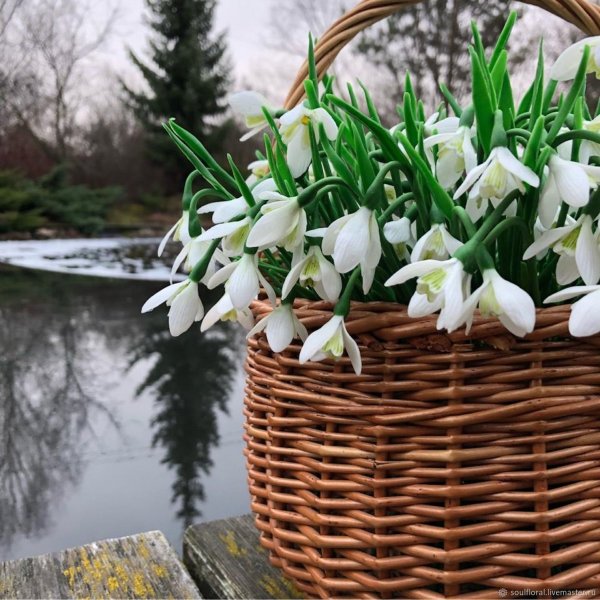 Охапка подснежников