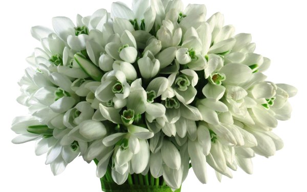 Первоцветы (подснежники, крокусы, гиацинты).