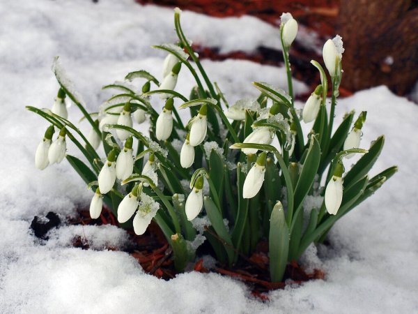 Открытки с подснежниками