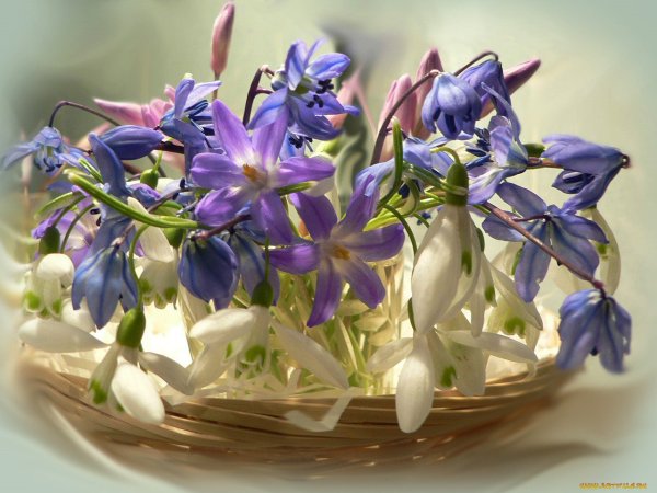 Крокусы и подснежники