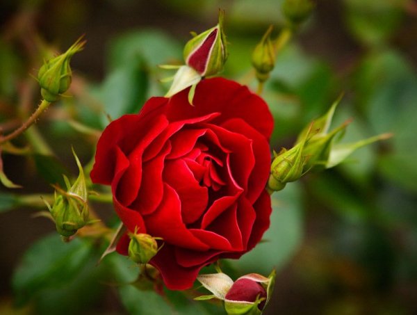 Самой любимой