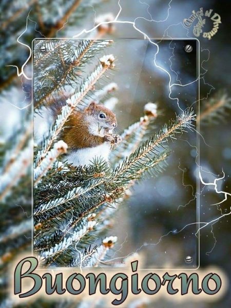 Buongiorno зимние фото