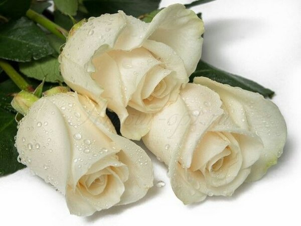 Открытки с белыми розами