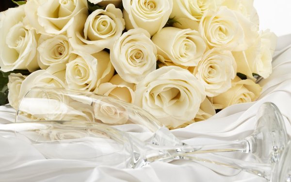 Цветы белые розы