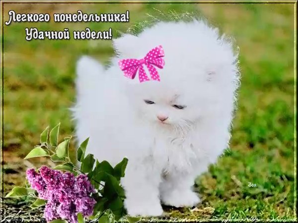 Удаснлгт понедельника