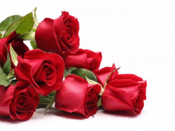 Красные розы