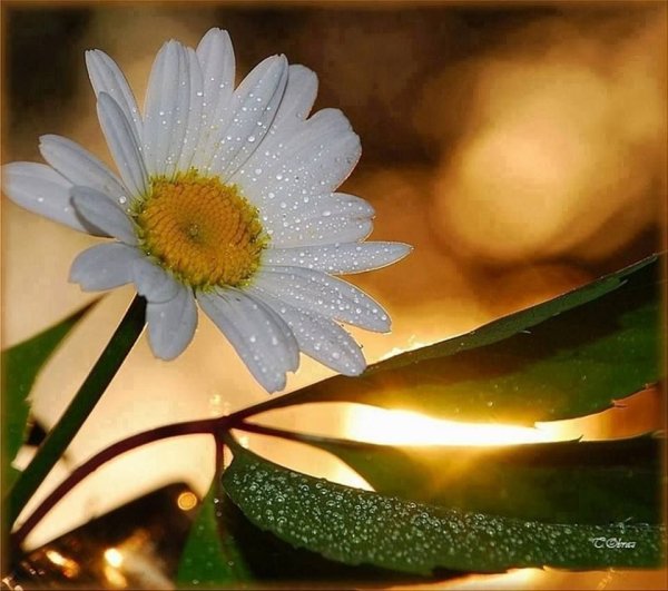 Счастье в ромашках