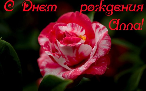 С днём рождения Аллочка