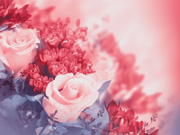 Розы фон для открытки