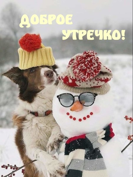 Доброе утро собаки зима