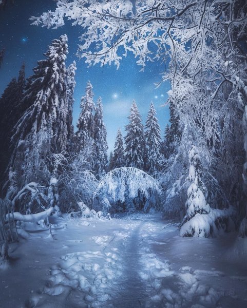 Волшебный зимний лес