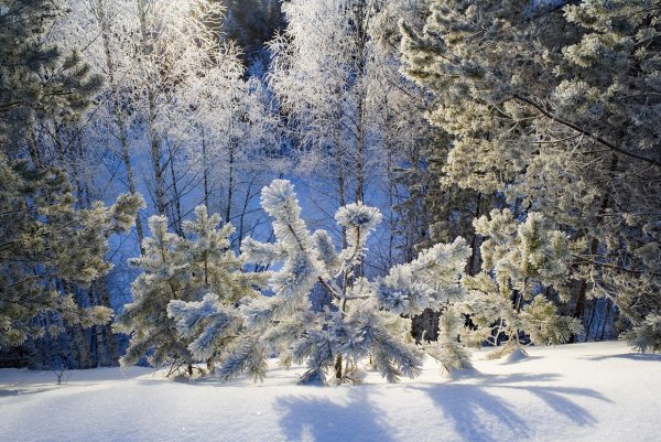 Зимний пейзаж анимация