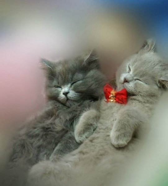 Открытки с первым днем зимы