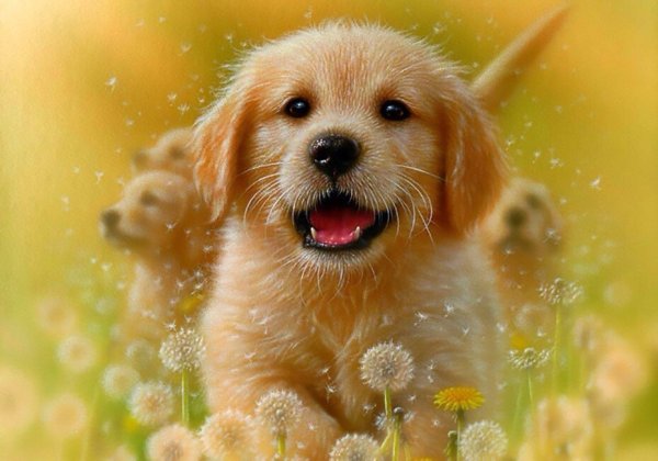 Красивые собаки