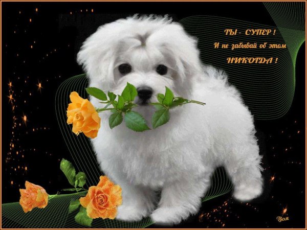 Добрые пожелания с животными