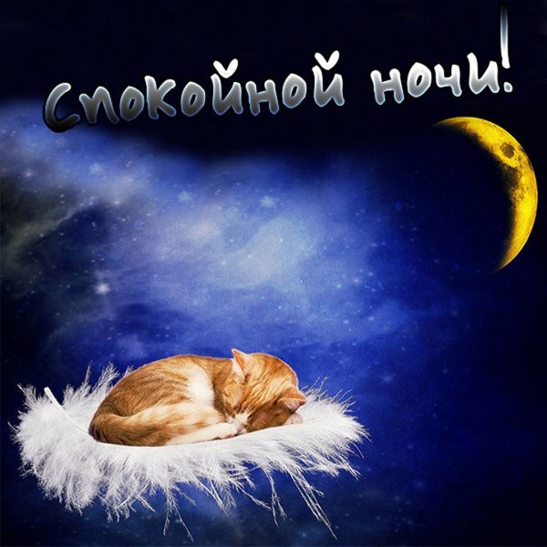 Смешные пожелания спокойной ночи