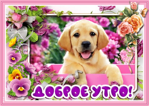 С добрым утром собаки