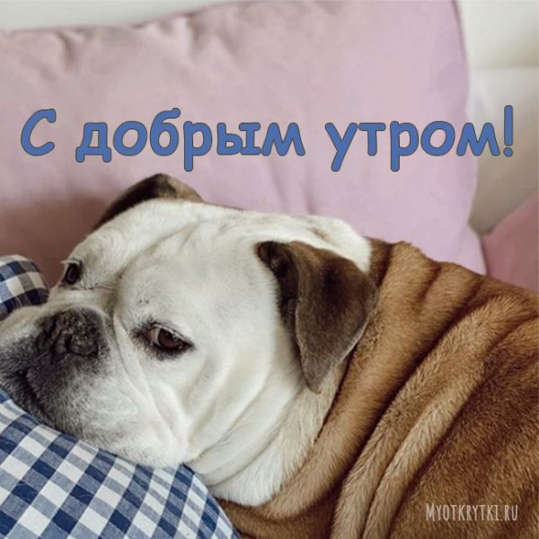 Открытки с добрым утром с собаками