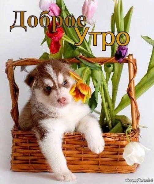 Доброе утро с собачками