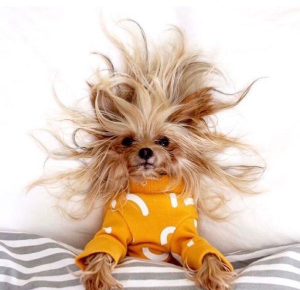 Доброе утро с собачками