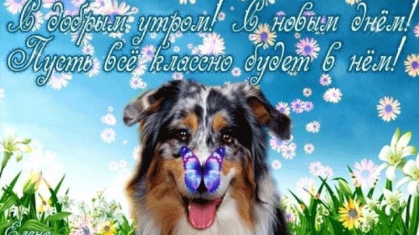 Удачного дня собачки