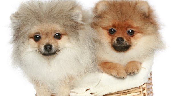 Шпиц терьер померанский