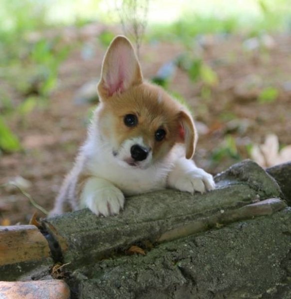 С добрым утром собаки