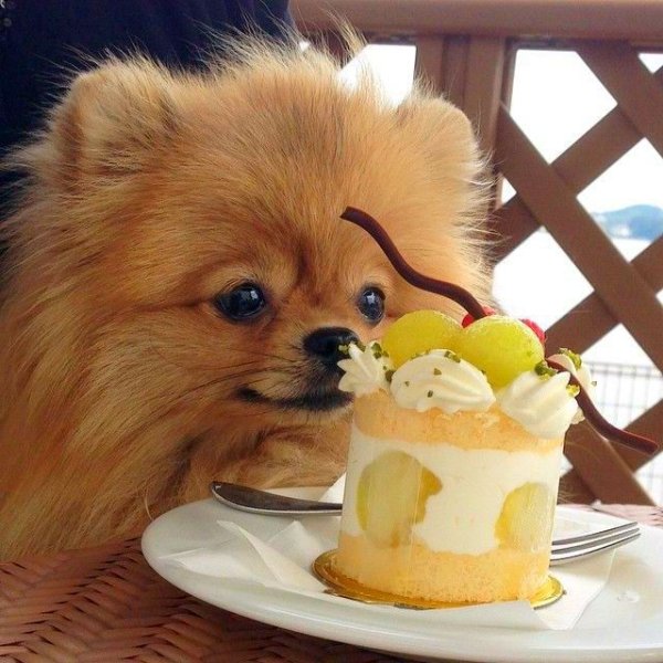 Померанский шпиц добрый