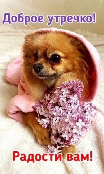 Сладкая собака