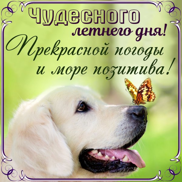 Открытки с добрым днём с собаками