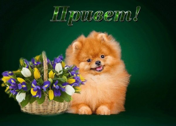 Открытки привет