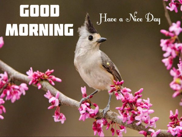 Хорошего дня на английском языке